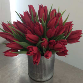 Just Red Tulips
