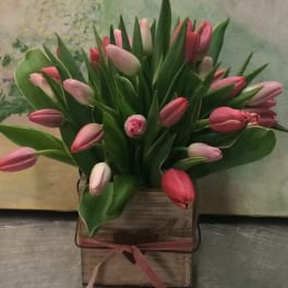 Tulip Delight