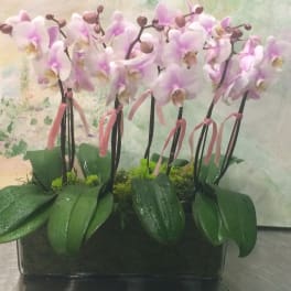 Orchid Plant