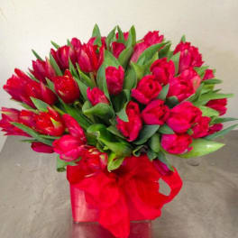 Enchanted Tulips